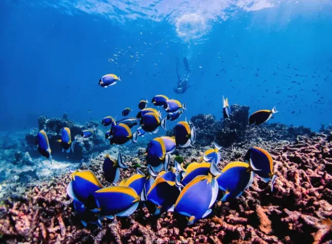 Vacante in Thailanda - SIMILAN ISLAND PREMIUM - Extaz si snorkeling inBERMUDE